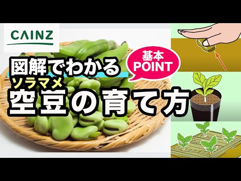 ソラマメ そら豆 の育て方 空豆の栽培方法 カインズ野菜栽培 Youtube