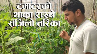 टमाटरमा थाक्रो राख्ने सजिलो तरिका Tomato Farming in Nepal || Rabin Paudel