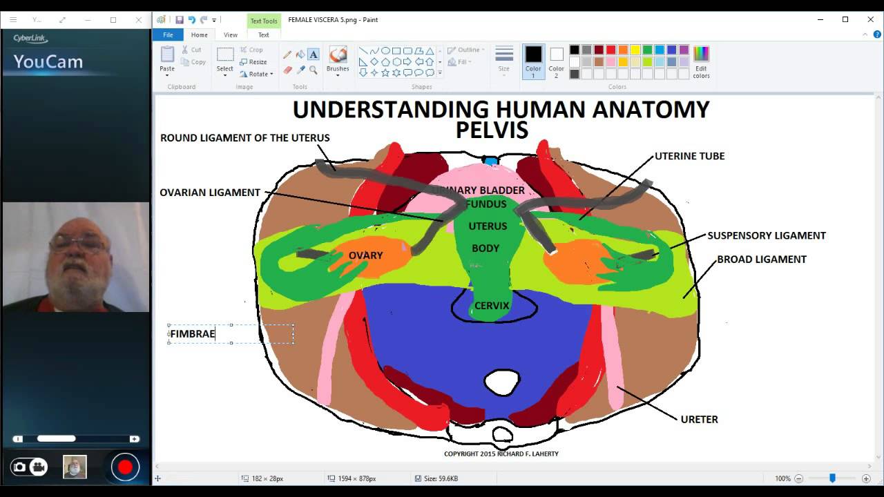 UNDERSTANDING HUMAN ANATOMY-PELVIC CAVITY PART 8 FEMALE ...