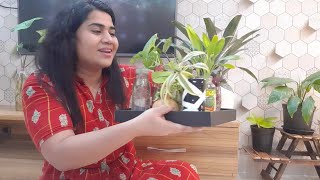 My Mini Water Garden in a small Tea Tray | Easy Water grown plants | Best Home decor in budget hindi