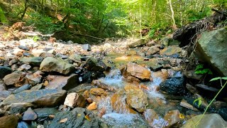 Sounds of a forest stream with the singing of summer birds, 3 hours of relaxing nature. by Звуки и музыка для релаксации 312 views 7 months ago 3 hours, 15 minutes