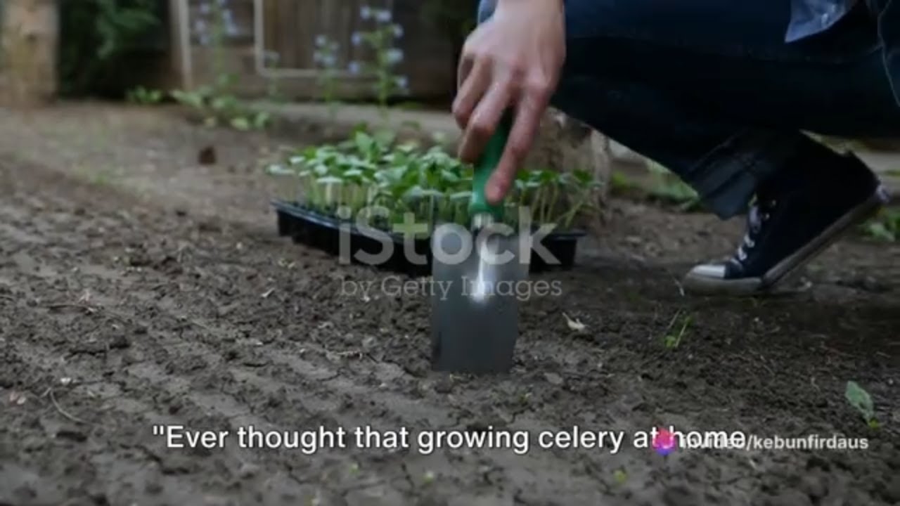 No Garden? No Problem! Easy Celery Growing at Home - YouTube