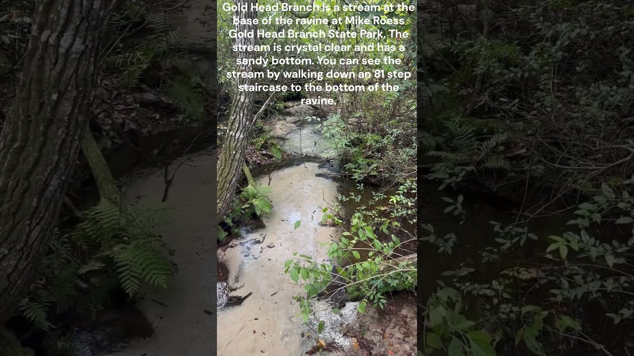 Hidden Florida: The Gold Head Branch Stream Down 81 Steps!  