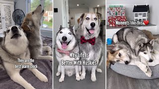 Why Life Is Better With Huskies