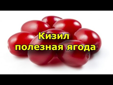 Кизил - полезные свойства ягоды