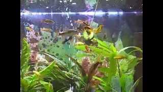 My fish eating cucumber.avi