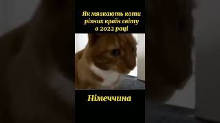 Кричать коти 18+