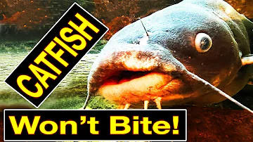Four Reasons Catfish Won't Bite