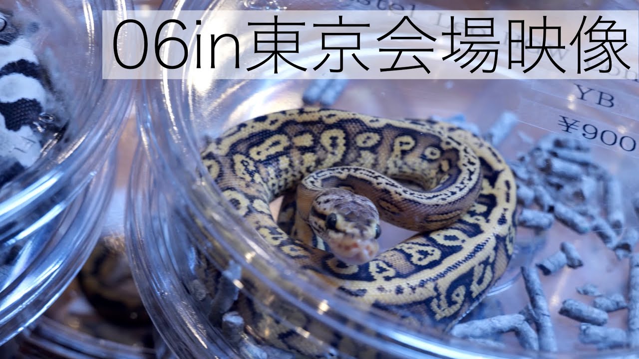 06in東京 会場映像【06inTokyo】