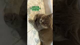 Göbüşünü Koymuş Kalebodura , Sıcaklıyprmuş Hanımefendi .