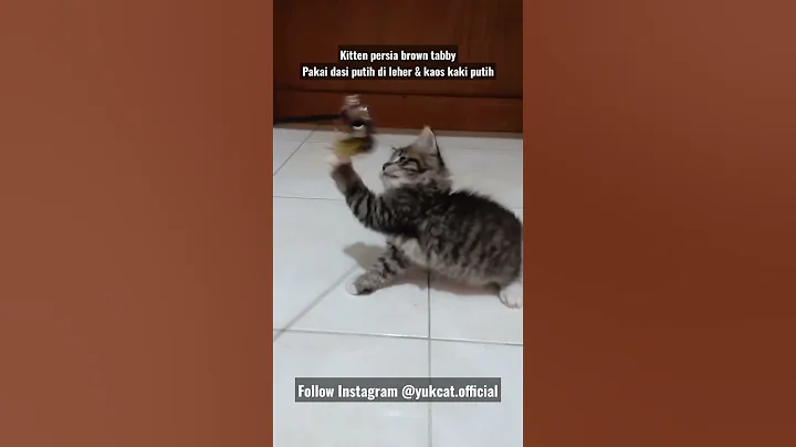 Video 1478921: kitten persia, kucing, kitten maine
