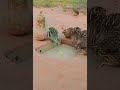 Underground bird trap