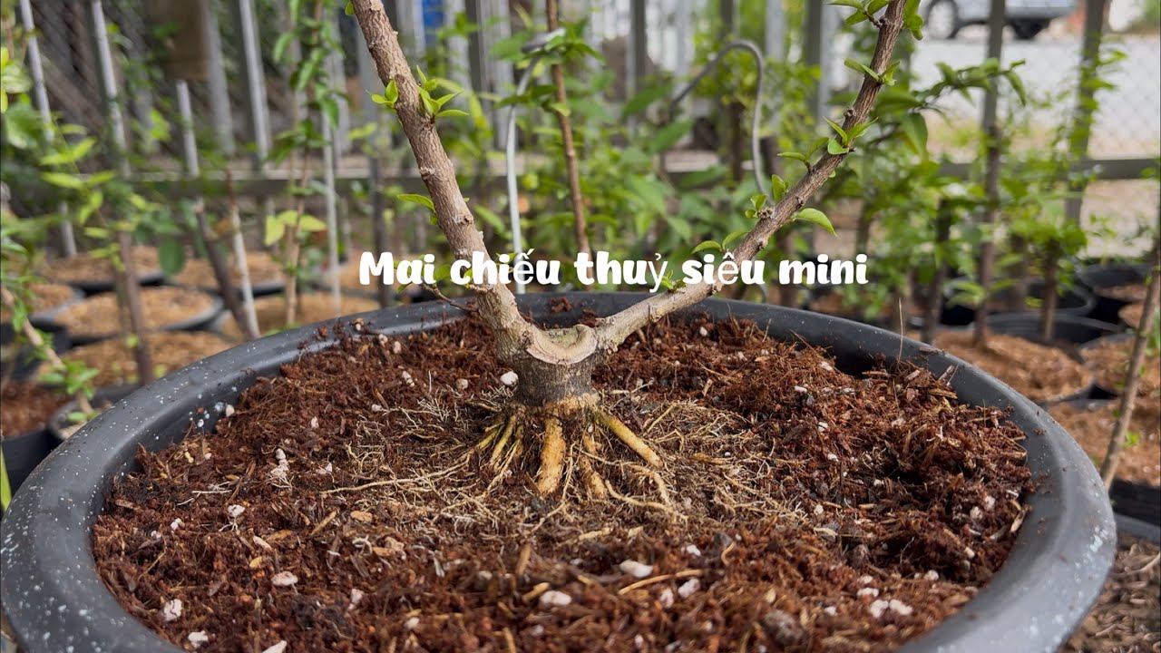 Thay chậu mai chiếu siêu mini đang đào tạo chia sẽ AE xem vui 