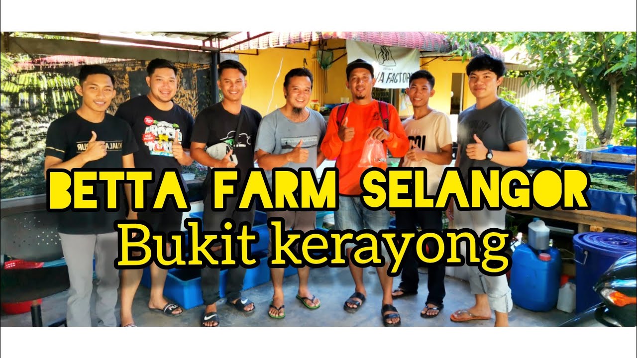 Melawat Betta Farm Selangor//ikan padu2//avatar, samurai, hellboy, blue rim, giant Betta, semua ada.