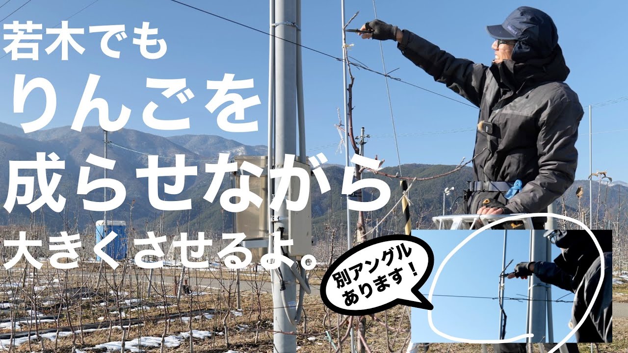 【実らせるつもりの】りんご（棚）の若木の剪定の仕方 -初心者向け-