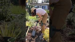 Planting a Shrub Rose in Container