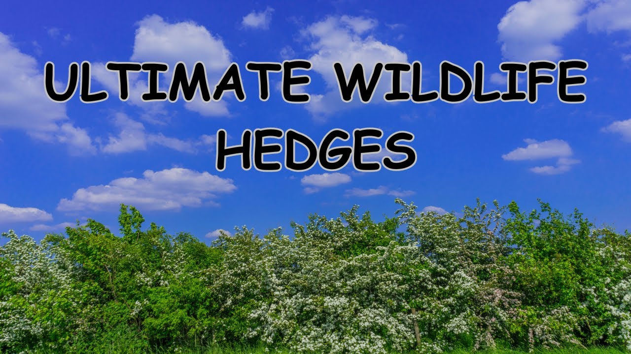 ULTIMATE WILDLIFE HEDGES - YouTube
