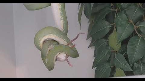 Green Tree Python Swallowing Small Mouse Time Laps