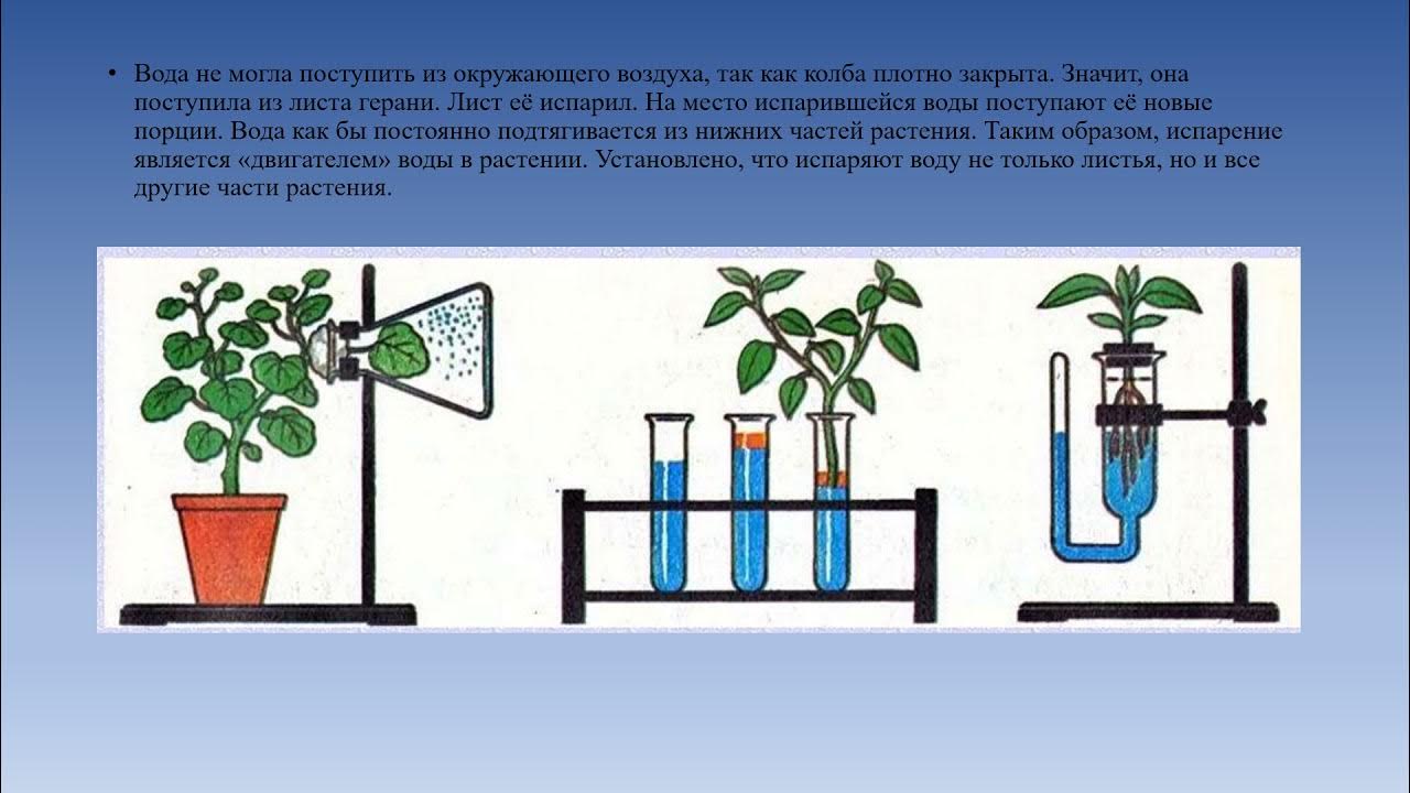 Тест испарение воды листопад