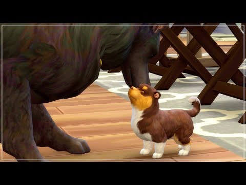 pregnant-with-puppies!!-|-the-sims-4-|-cats-and-dogs-π±πΆ-β-part-8