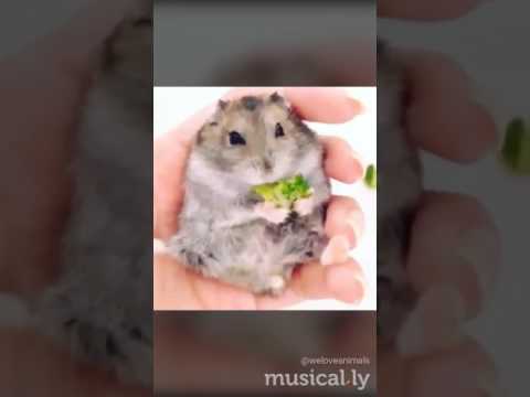 Video: Kan hamsters broccoli eet?