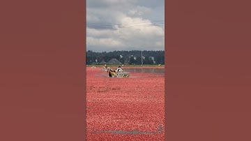 Thumbnail of Cranberry harvest time! #shorts