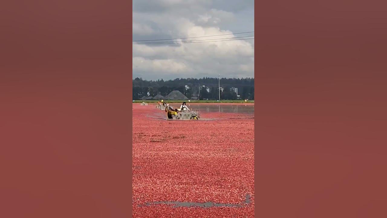 Cranberry harvest time! #shorts
