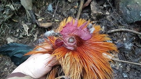 yos hav zoo tua qaib qus hmo ntuj