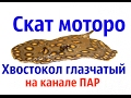 Аквариумные рыбки.Скат моторо.Хвостокол глазчатый.Potamotrygon motoro