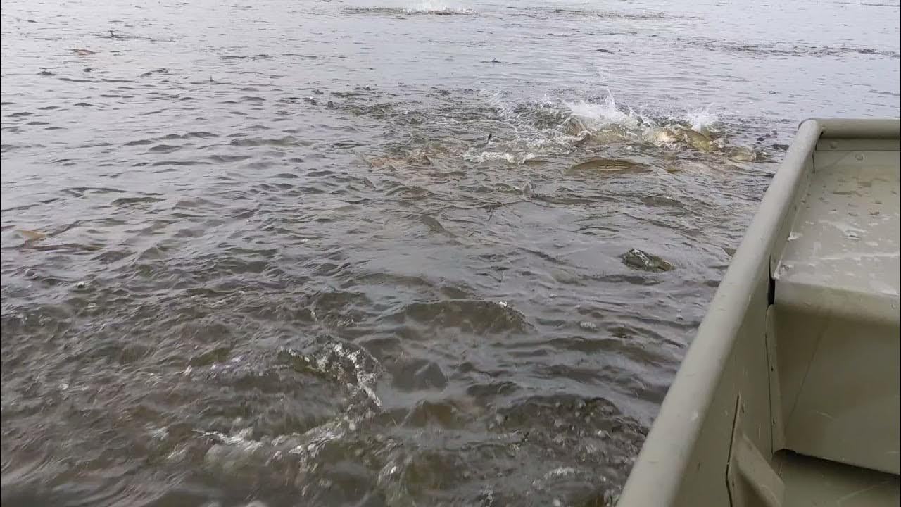 What it looks like when bass are spawning YouTube