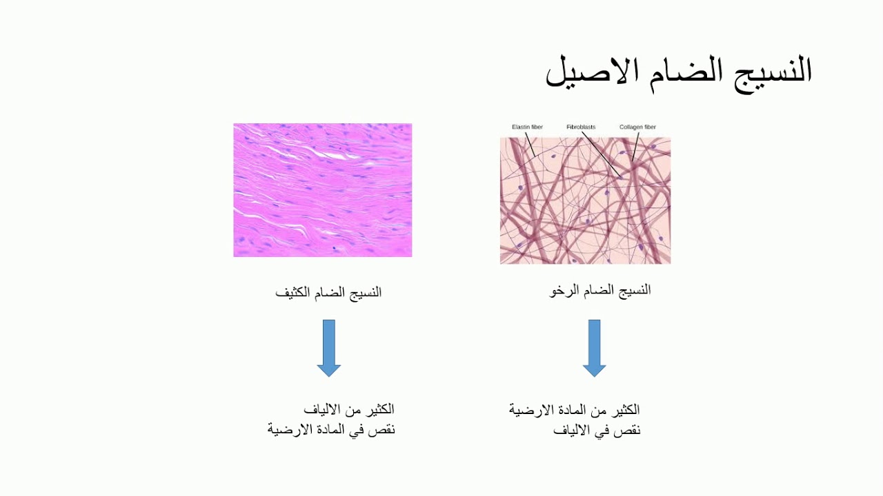 النسيج تعريف الأنسجة الإنشائية