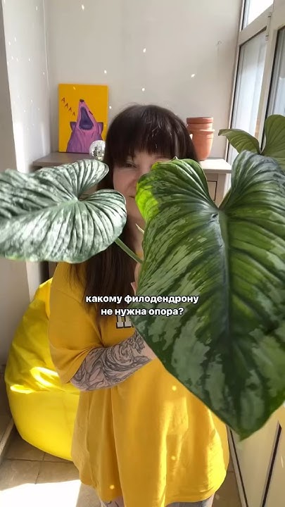 Филодендрон Мамей 🌱 #комнатныерастения #филодендрон - YouTube