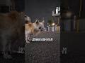 【認知症と闘う18歳のチワワ】外の風を感じるロン。怒れるスーちゃん。 #チワワ #大型犬のいる生活 #チワワちゃん #shorts