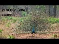 Peacock Dance | National Bird Of India | World&#39;s Most Beautiful Bird | Tadoba Wildlife