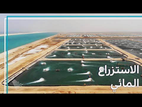المزارع المائية في سواحل الليث الصحراوية