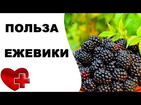 Полезные свойства ЕЖЕВИКИ. Польза и вред ежевики для организма человека