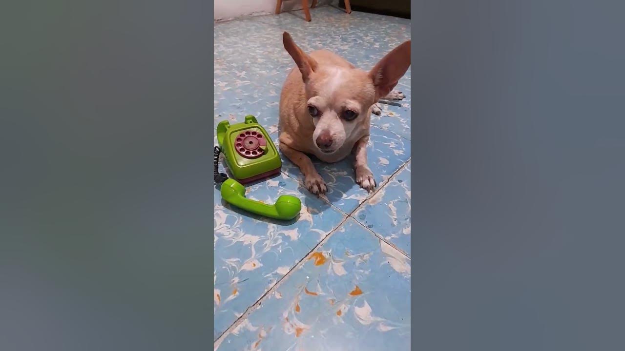 Salario mínimo chihuahua perros pets petlover chihuahualover dog