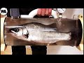 This Is How Fish Die From Natural Death