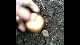 SG #43 Mr.Paka420 Harvest-Lettuce-Potatos