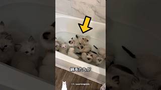 水の上にぷかぷか!耐えきれない可愛さ!