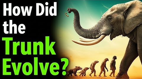 The Insane Evolution of the Elephant