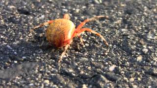 PUMPKIN SPIDER CLOSE-UP