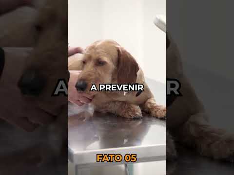 Vídeo: 4 fatos sobre a visão do cão você provavelmente não sabe