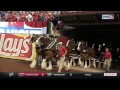 Budweiser Clydesdales carry on Cardinals tradition