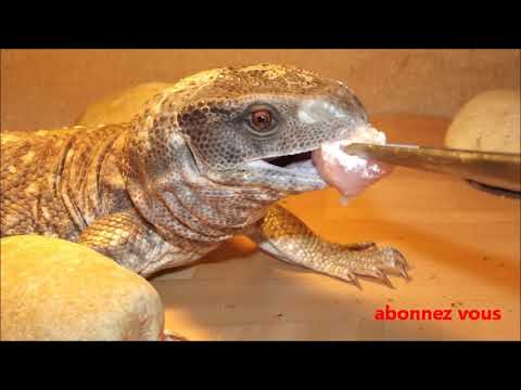 love simon audio photo (les reptiles, geckos,pogona,anolis,varan,serpent,cameleon)