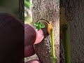 Professional Grafting Secrets for Healthy Trees #woodworking #shortvideo #shorts