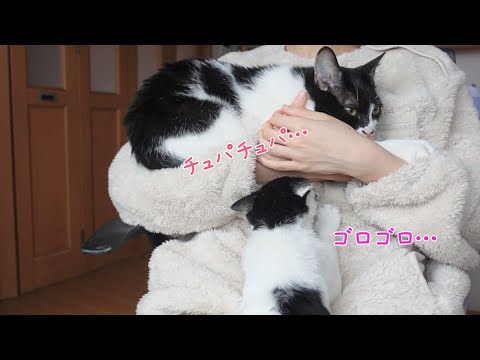 【ASMR】猫達からモテる服を着るとこうなります…【保護猫】