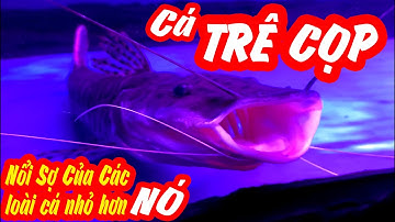 CÁ TRÊ CỌP LOÀI CÁ MÀ CÁC LOÀI CÁ KHÁC NHỎ HƠN SỐNG CHUNG PHẢI DÈ CHỪNG || THÚ CHƠI CÁ CẢNH.