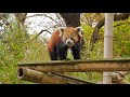 Les Pandas Roux rencontrent Les Pandas Roux (de la ménagerie du Jardin des Plantes