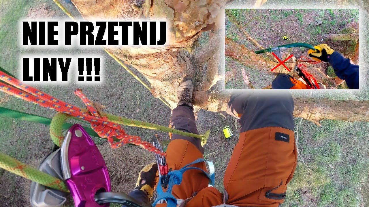Wspinaczka na drzewo - otwarcie sezonu | Pielęgnacja drzewa | Wiosna 2025